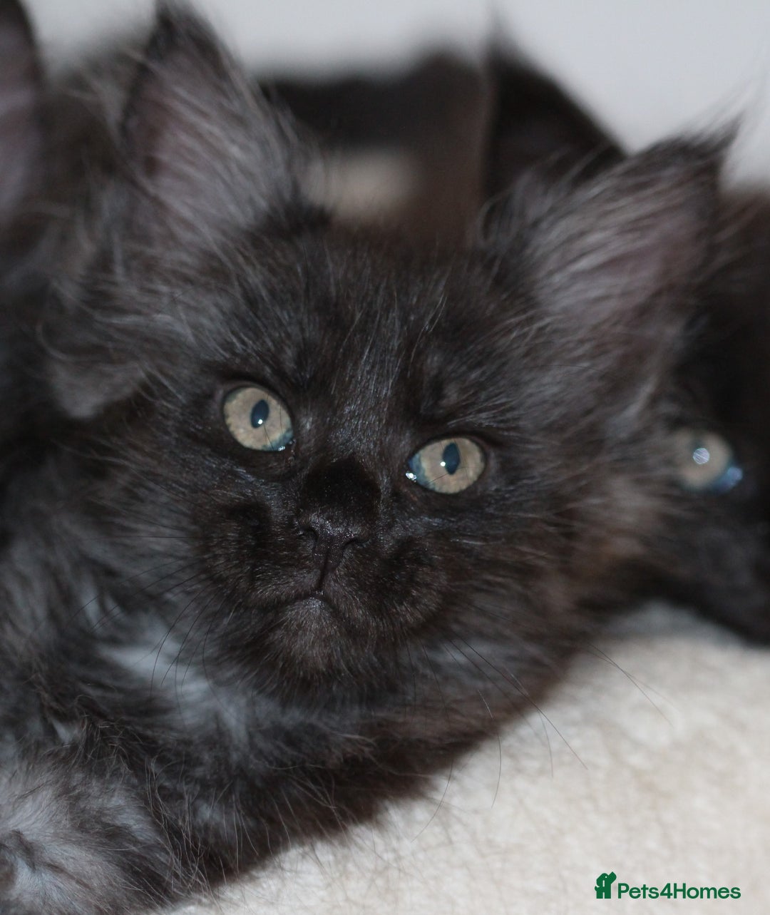 Maine Coon cats for sale: Adorable GCCF Black smoke Maine Coons kittens  - Image 1