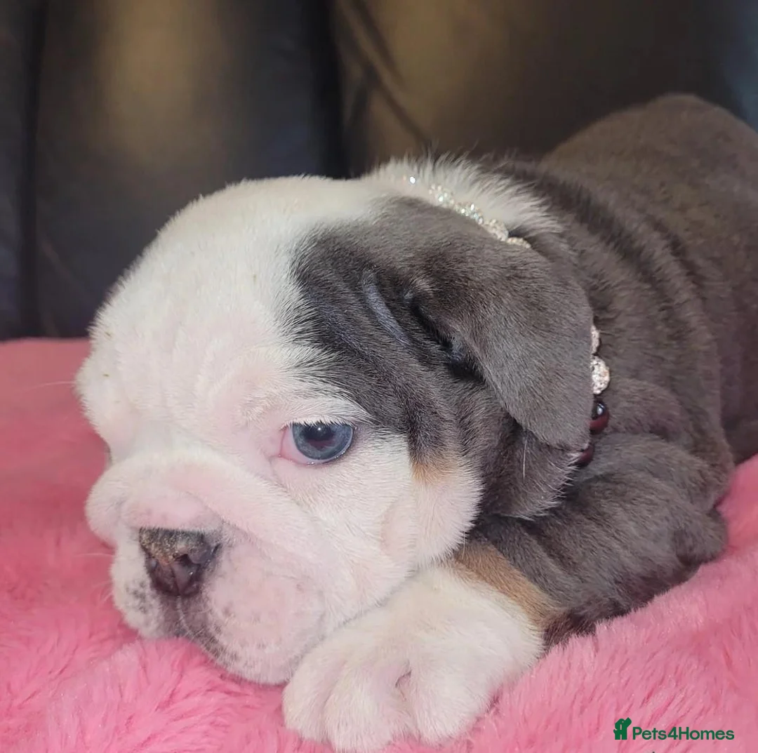 English Bulldog dogs for sale: Beautiful English Bulldog Puppies - Advert 8