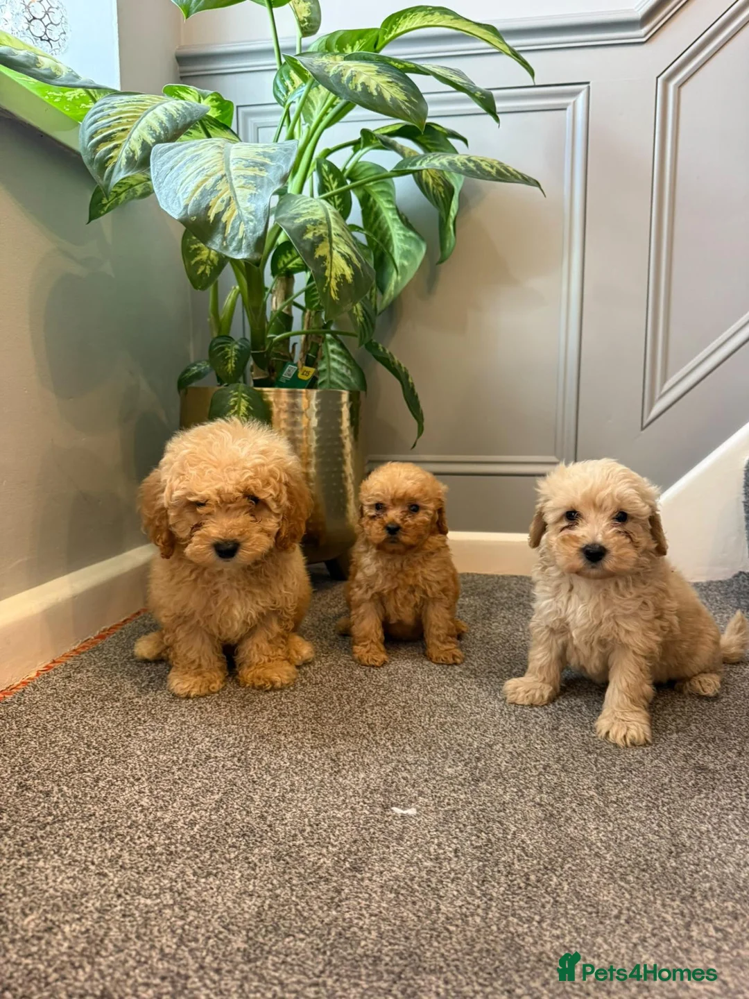Coton De Tulear dogs for sale: COTON NOODLES PUPPIES READY NOW  - Advert 16