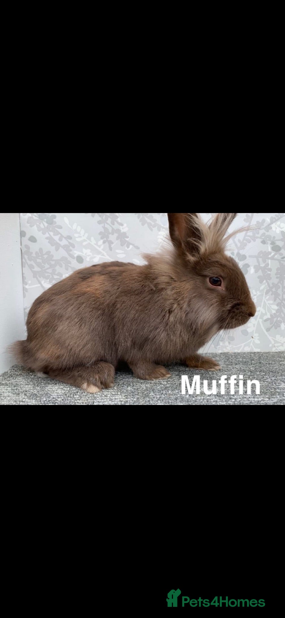 Lionhead rabbits Lionhead doe  - Advert 19