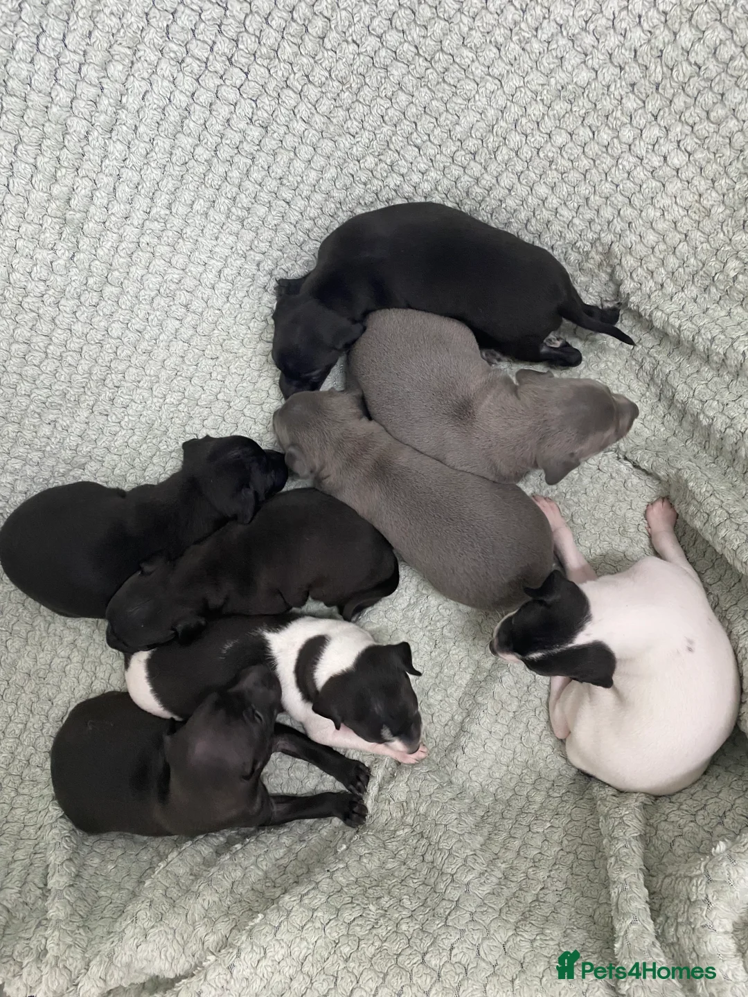 Italian Greyhound dogs for sale: Beautiful Italian Greyhound Puppies - Advert 20