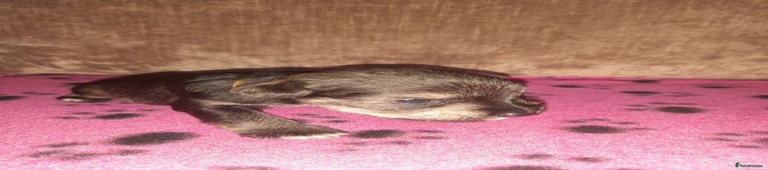 Mixed Breed Puppy 4