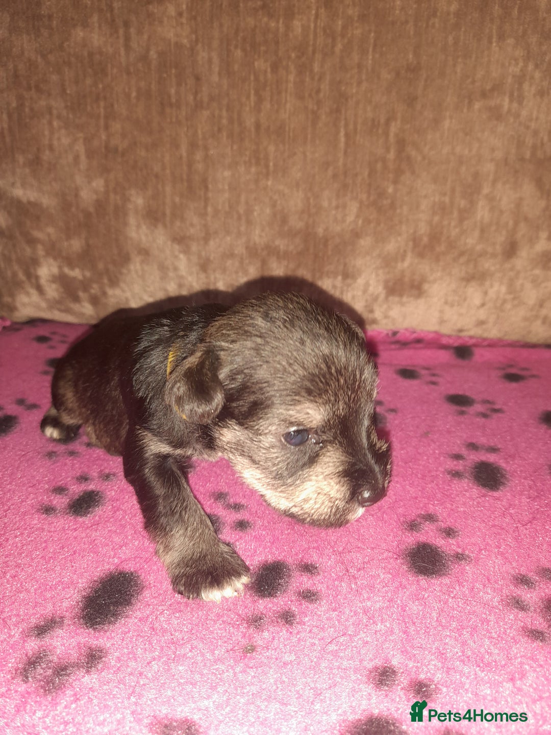 Mixed Breed dogs for sale: Snorkie pups - Image 8