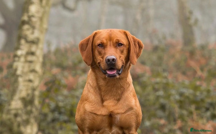 Labrador Retriever dogs - Advert 2