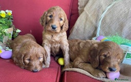 Irish Doodle dogs for sale: STUNNING IRISH DOODLES HEALTH CHECKED  - Image 2