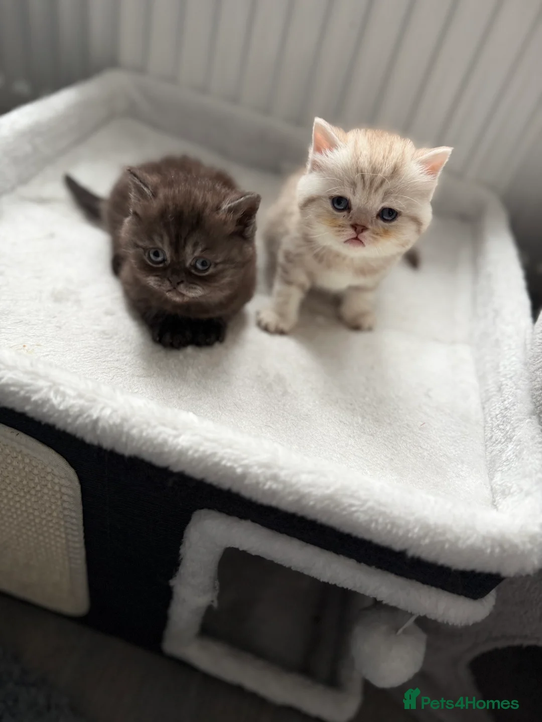 British Shorthair cats for sale: British short hair kittens  - Advert 1