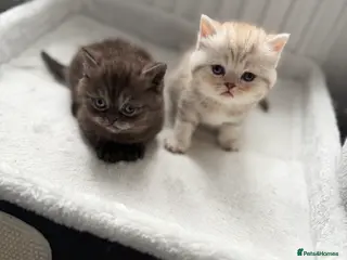 British Shorthair cats British short hair kittens - Advert 10