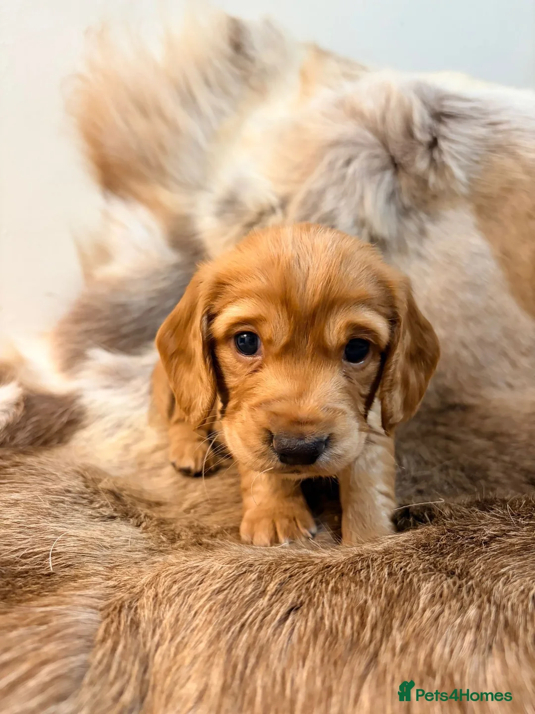 Cocker Spaniel dogs for stud: Proven KC Reg Very Small Working Cocker Spaniel - Advert 11