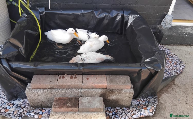 Ducks poultry - Advert 1