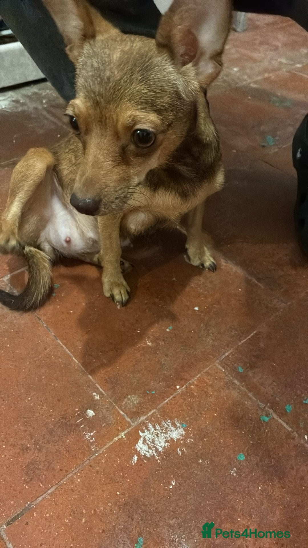 Chihuahua dogs for sale: Baby girl full chihuahua  - Advert 11