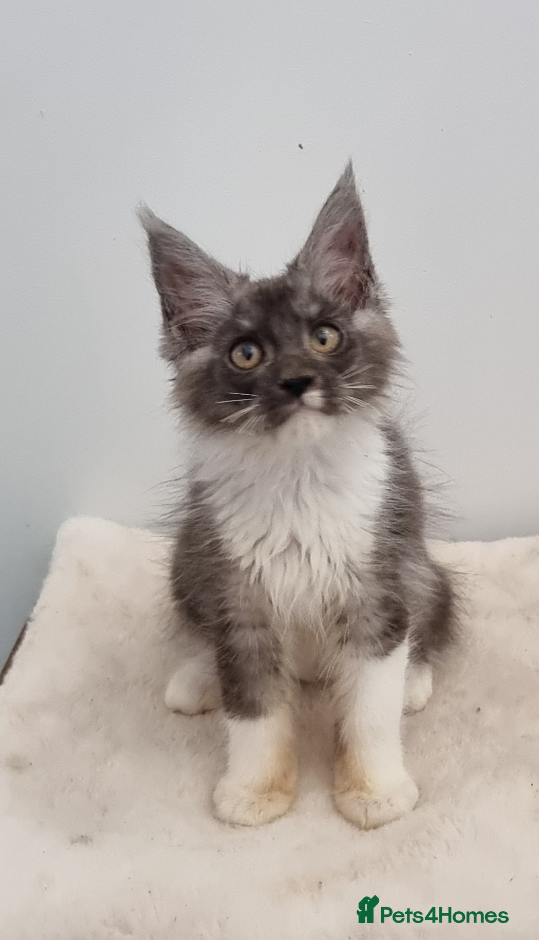 Maine Coon cats GCCF Pedigree Maine Coon Kittens for sale  - Advert 2