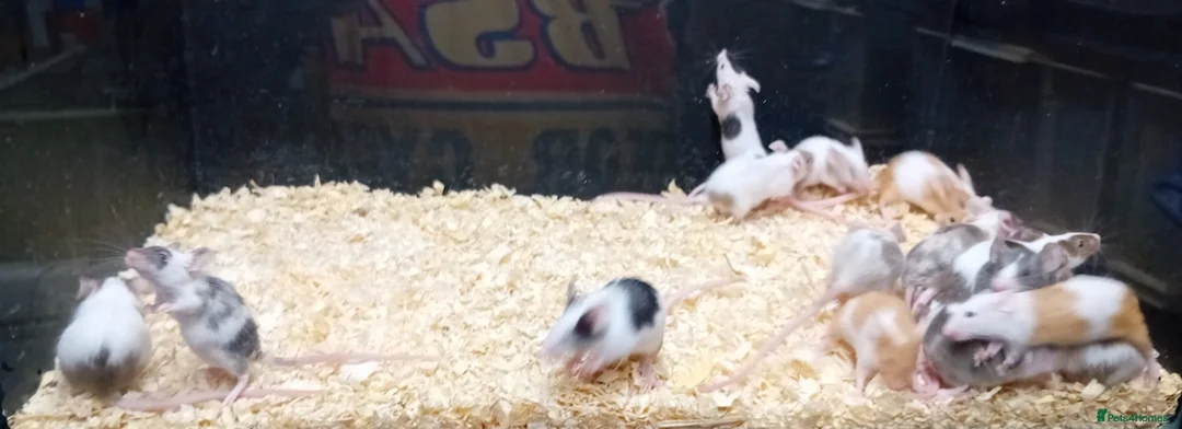 Mouse rodents for sale: Baby Fancy Mice Females  - Advert 2