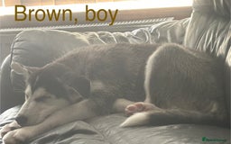 Siberian Husky dogs for sale: Husky pups 1 beautiful girl & 1 handsome boy left. - Image 4