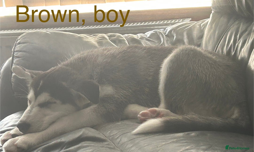 Siberian Husky dogs for sale: Husky pups 1 beautiful girl & 1 handsome boy left. - Image 4