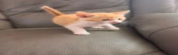 Mixed Breed cats for sale: 5 adorable kittens for sale  - Advert 2