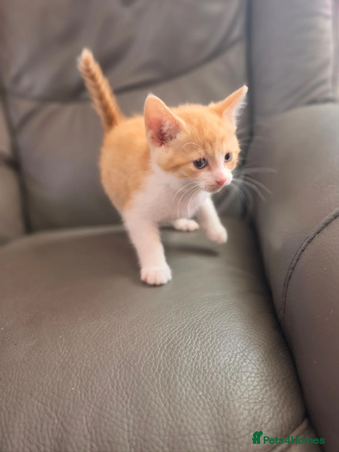 Mixed Breed cats for sale: 5 adorable kittens for sale  - Advert 2