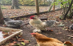 Chickens poultry for sale: Beautiful cockerels  - Image 5