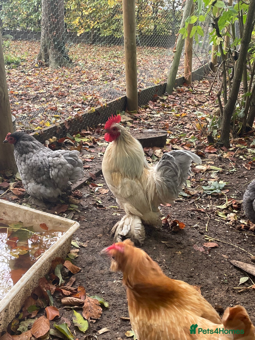 Chickens poultry for sale: Beautiful cockerels  - Image 5
