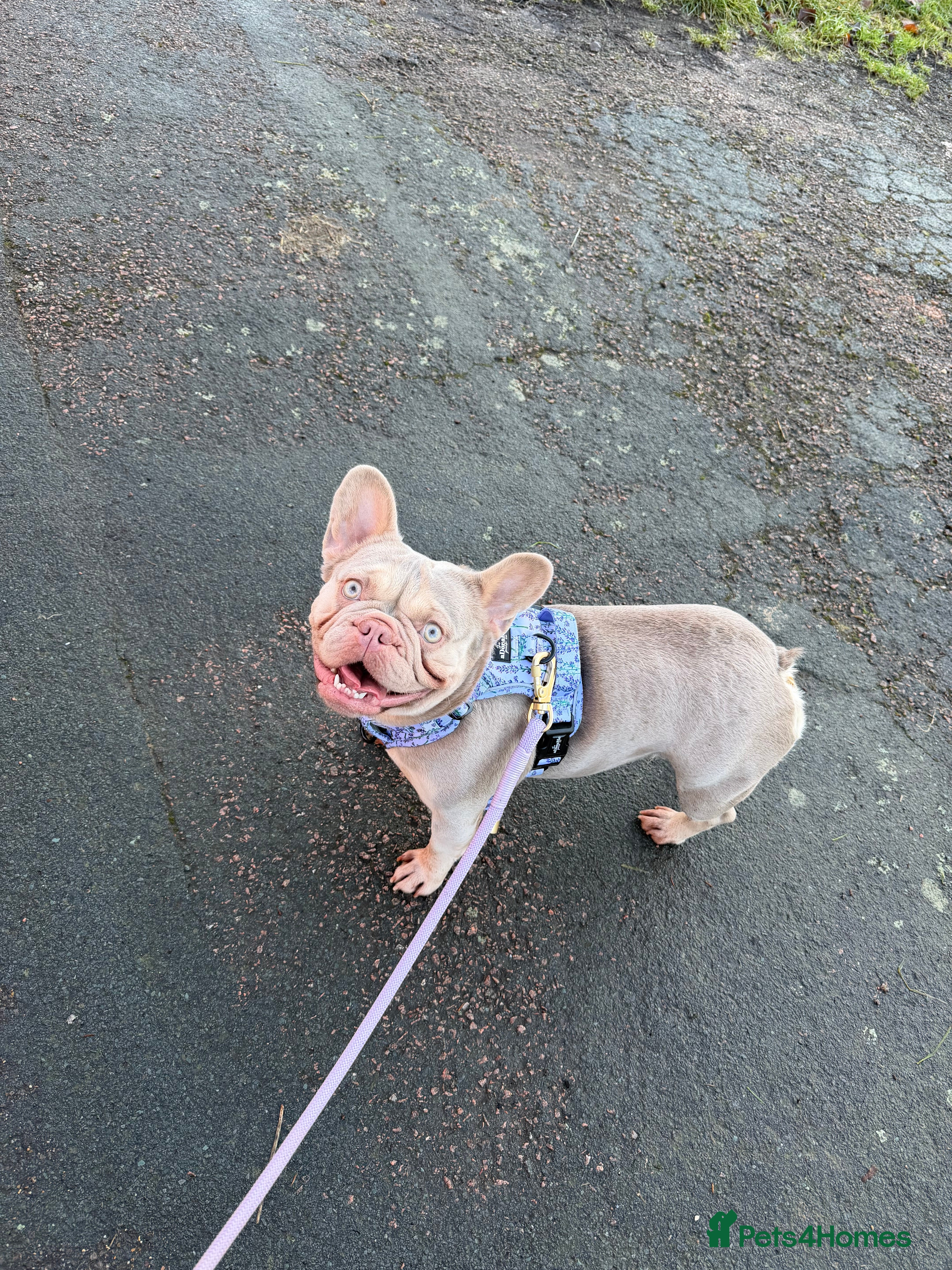 French Bulldog dogs Sad rehoming  - Advert 1