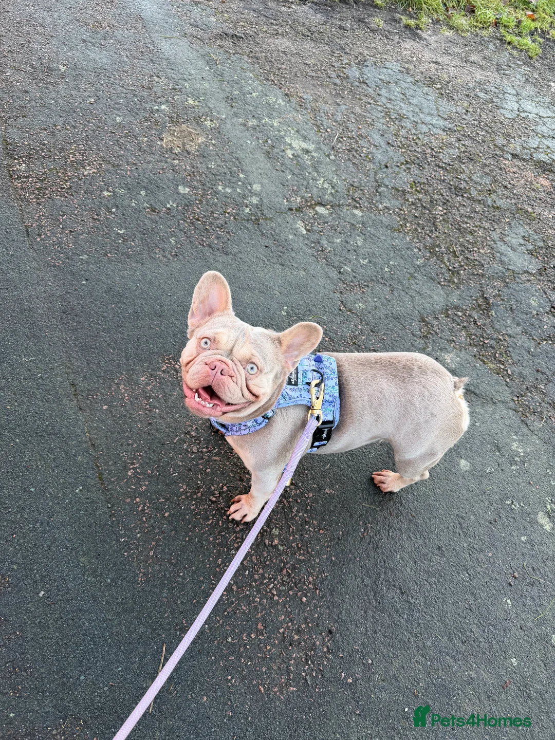 French Bulldog dogs for sale: Sad rehoming  - Advert 1