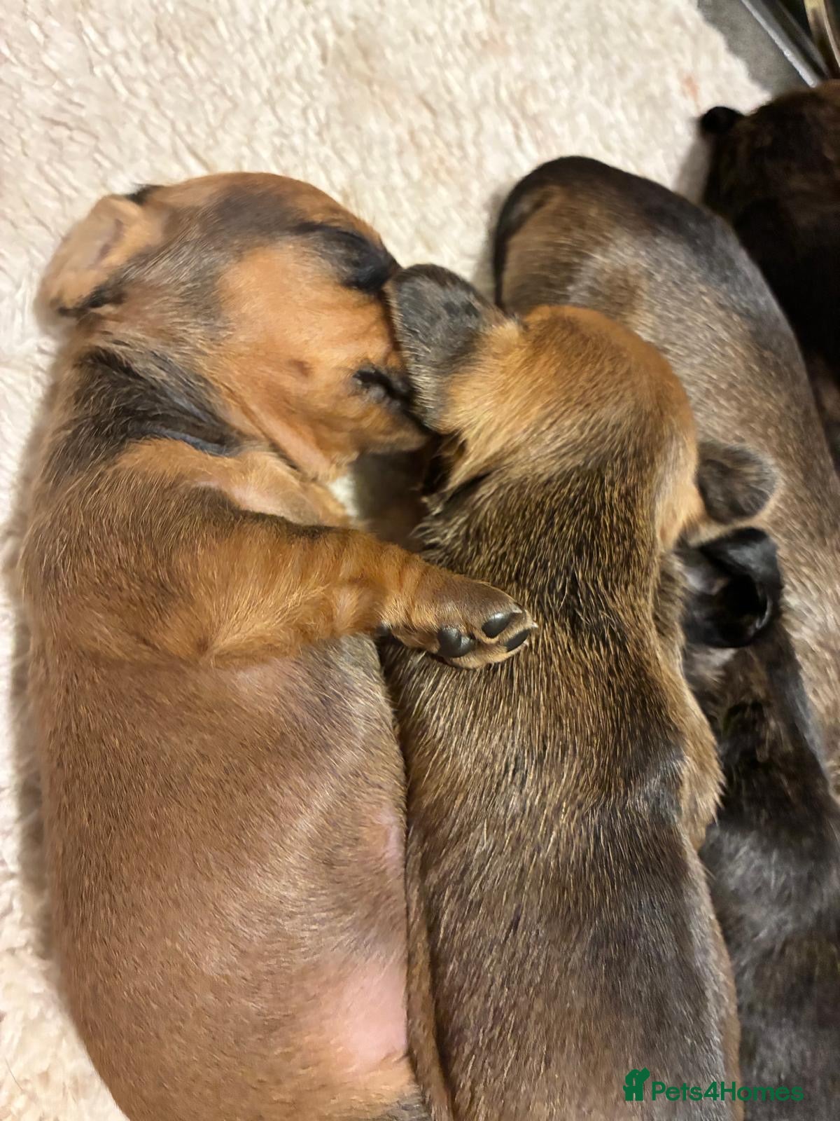 Dachshund dogs for sale: Miniature dachshunds  - Advert 14