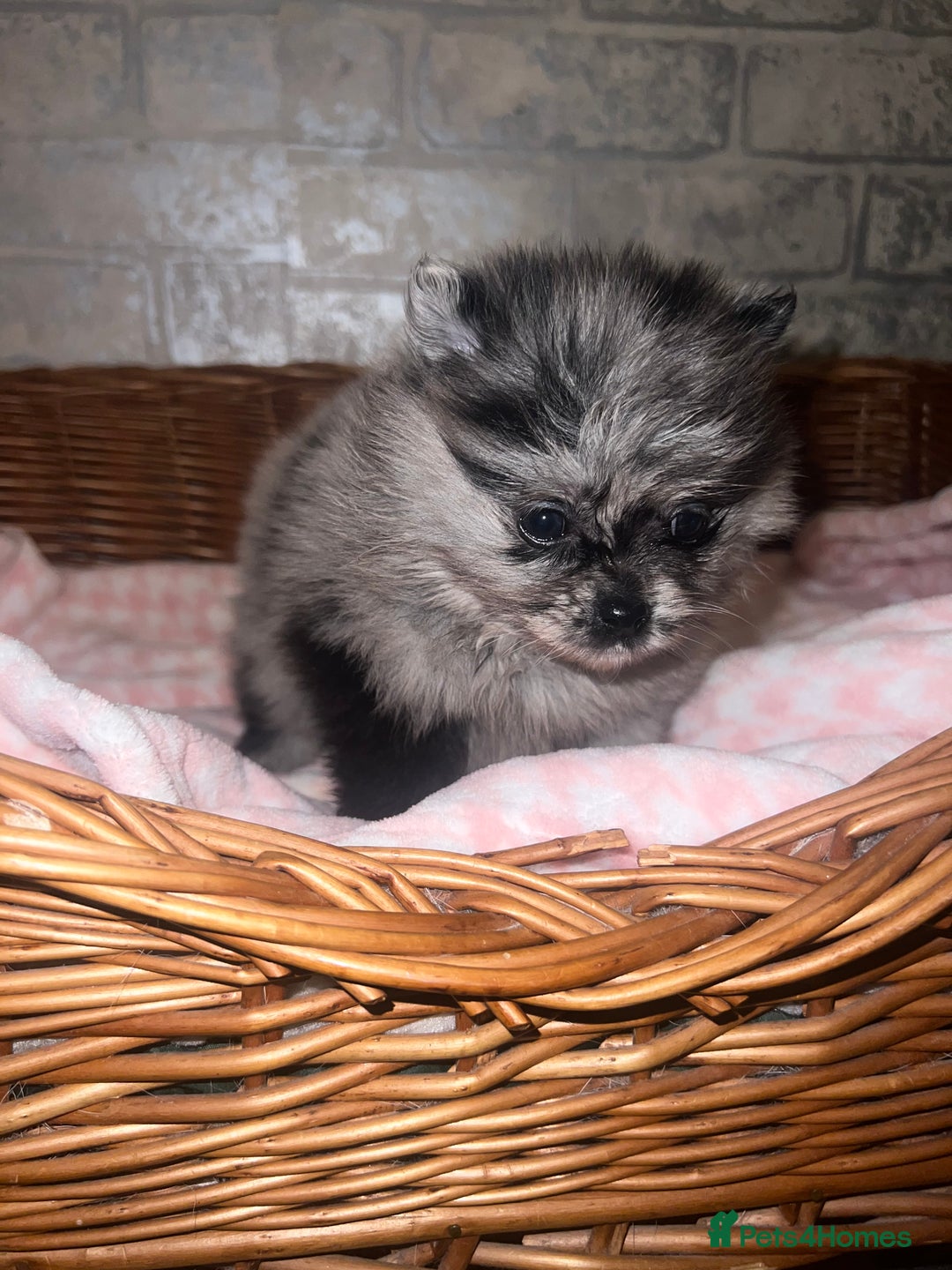 Pomeranian dogs for sale: ✨🖤Merle toy Russian Pomeranian 🖤✨ - Advert 10