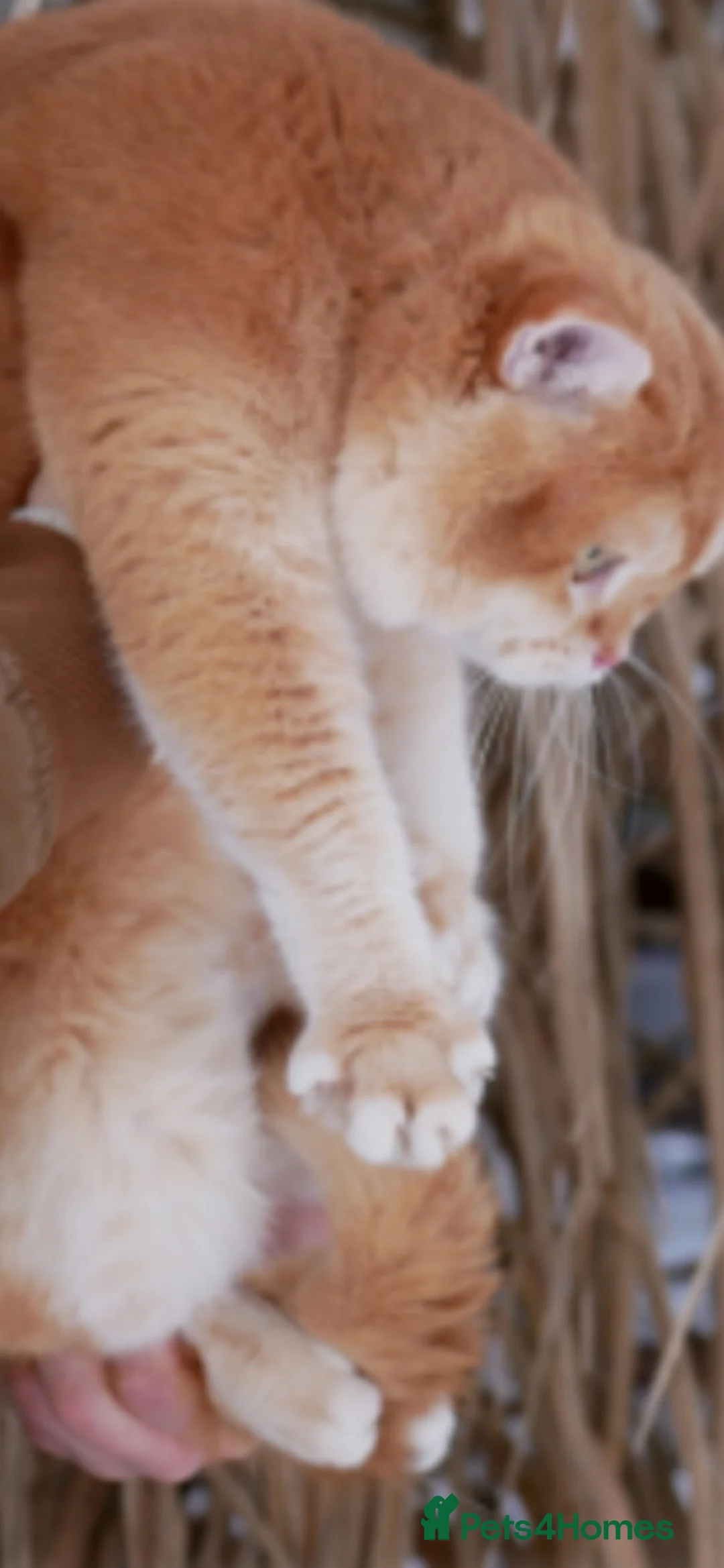 British Shorthair cats for sale: Cinnamon/Golden OY12  Active Boy For Sale - Advert 2
