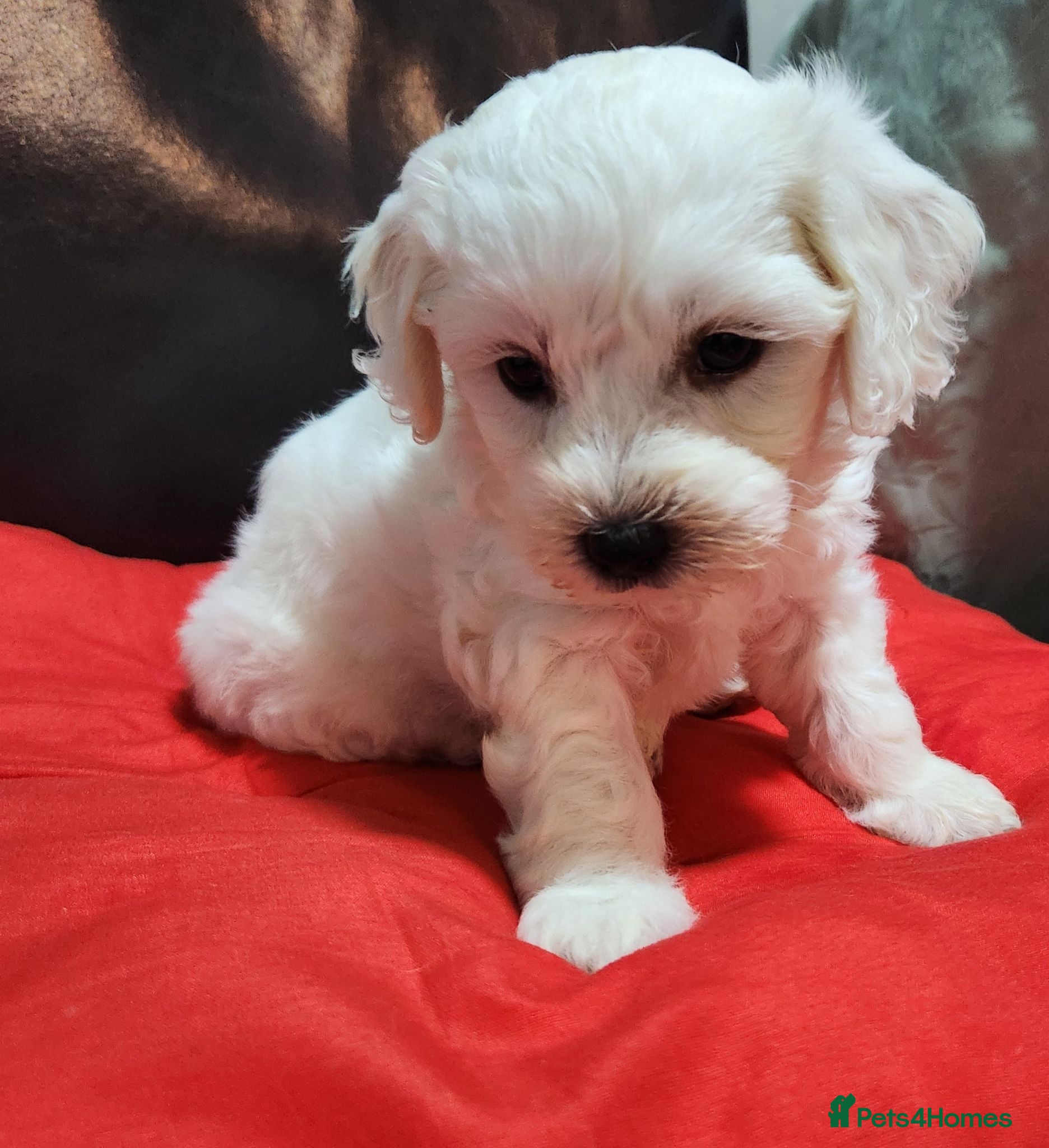Bichon Frise dogs Bichon frise,, - Advert 1