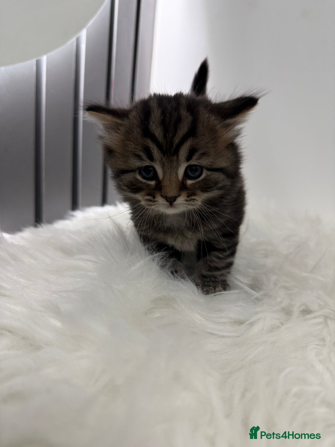 British Shorthair cats for sale: British short Hair  - Advert 7