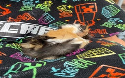 Guinea Pig rodents for sale: 3 baby's for sale - Image 10