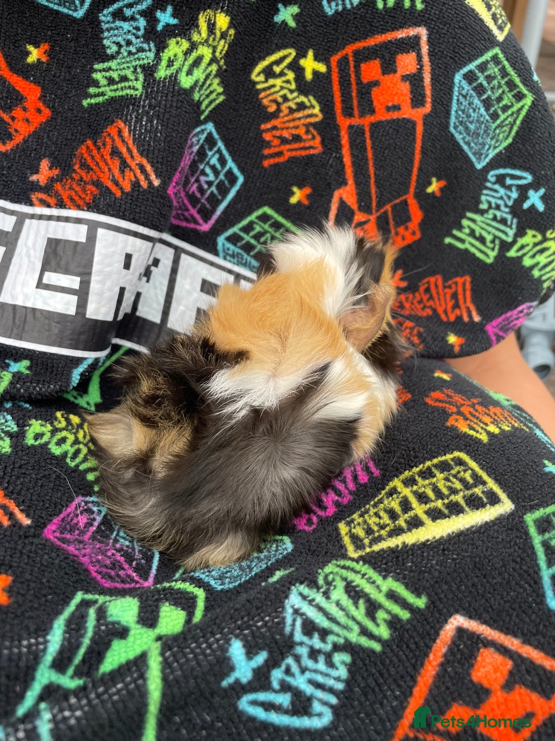Guinea Pig rodents for sale: 3 baby's for sale - Image 10