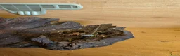 Bearded Dragon reptiles for sale: Baby bearded dragon  - Advert 5