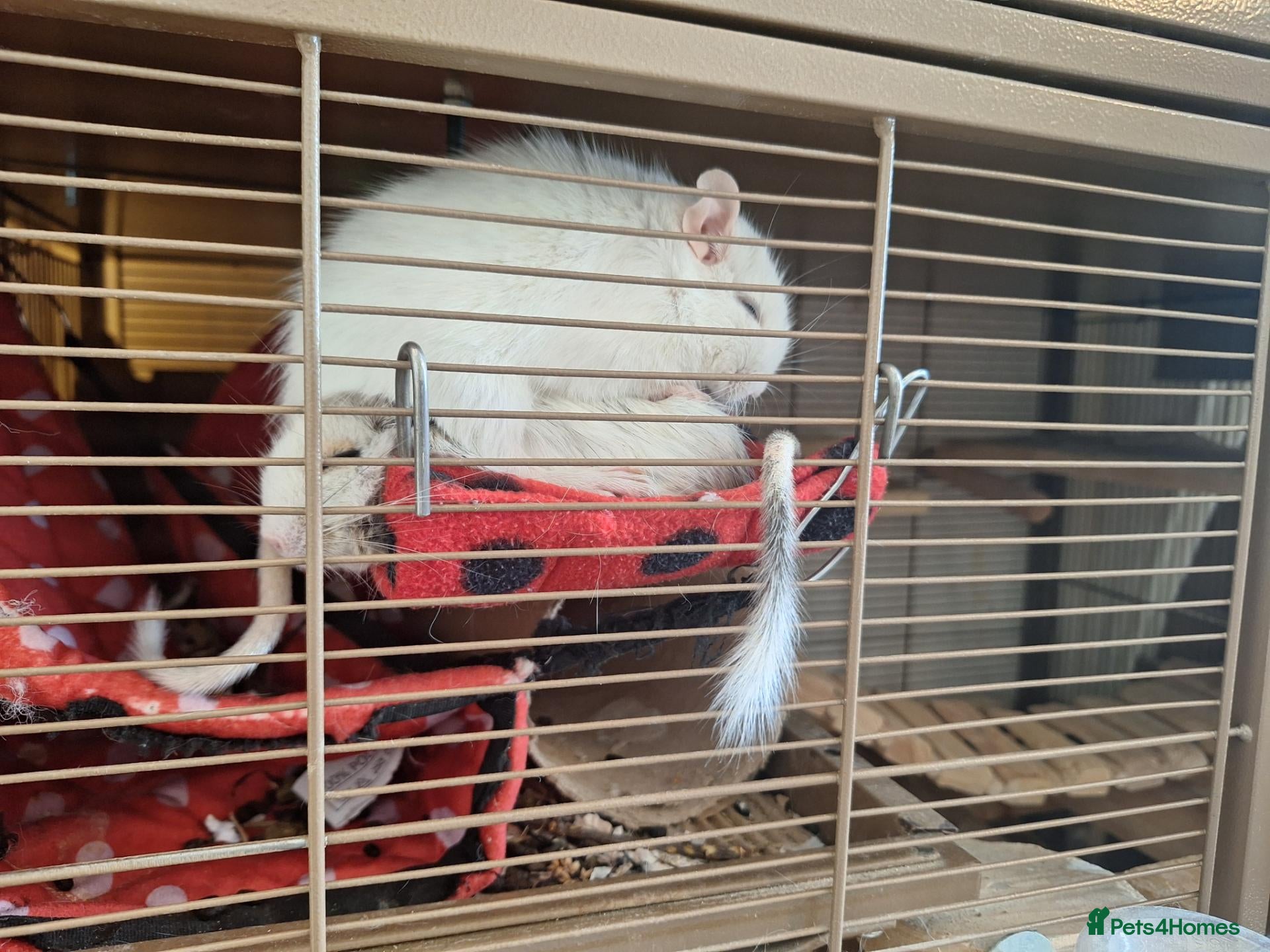 Degus rodents Pair of White Female Degus 1yo  - Advert 13