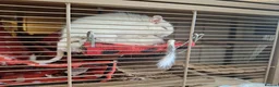 Degus rodents for sale: Pair of White Female Degus 1yo  - Advert 1
