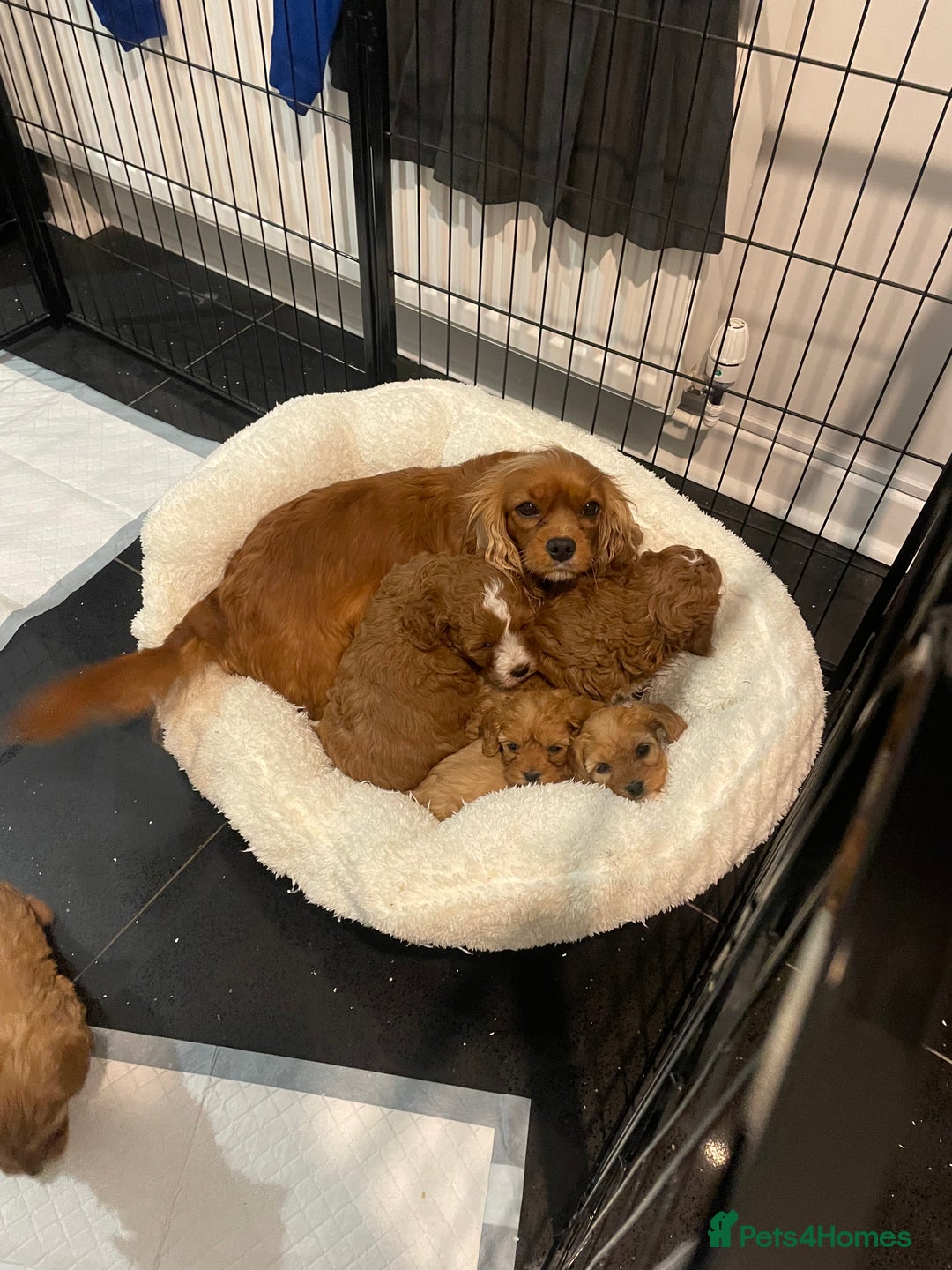 Cavapoo dogs for sale: STUNNING HEALTH CLEAR CAVAPOO PUPPIES  - Advert 2