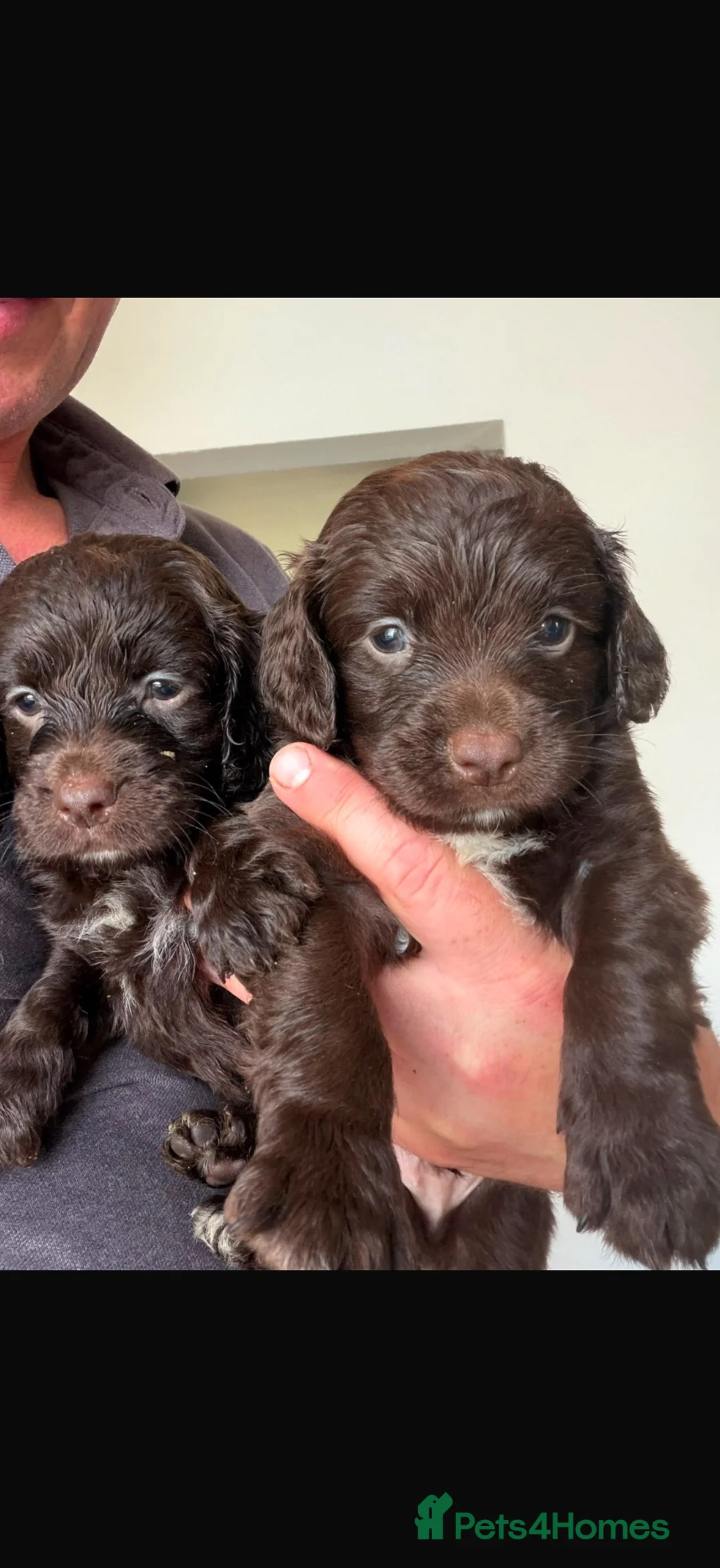 Sproodle dogs for sale: Sprockerdoodledors  - Advert 1