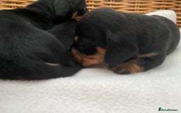 Dachshund dogs for sale: Sausage dachshund puppies  - Image 14
