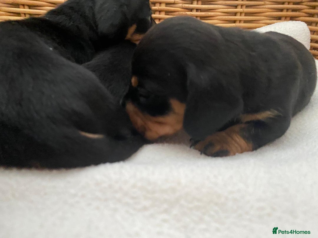 Dachshund dogs for sale: Sausage dachshund puppies  - Image 14