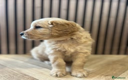 Mixed Breed dogs for sale: Golden mountain doodles  - Advert 6