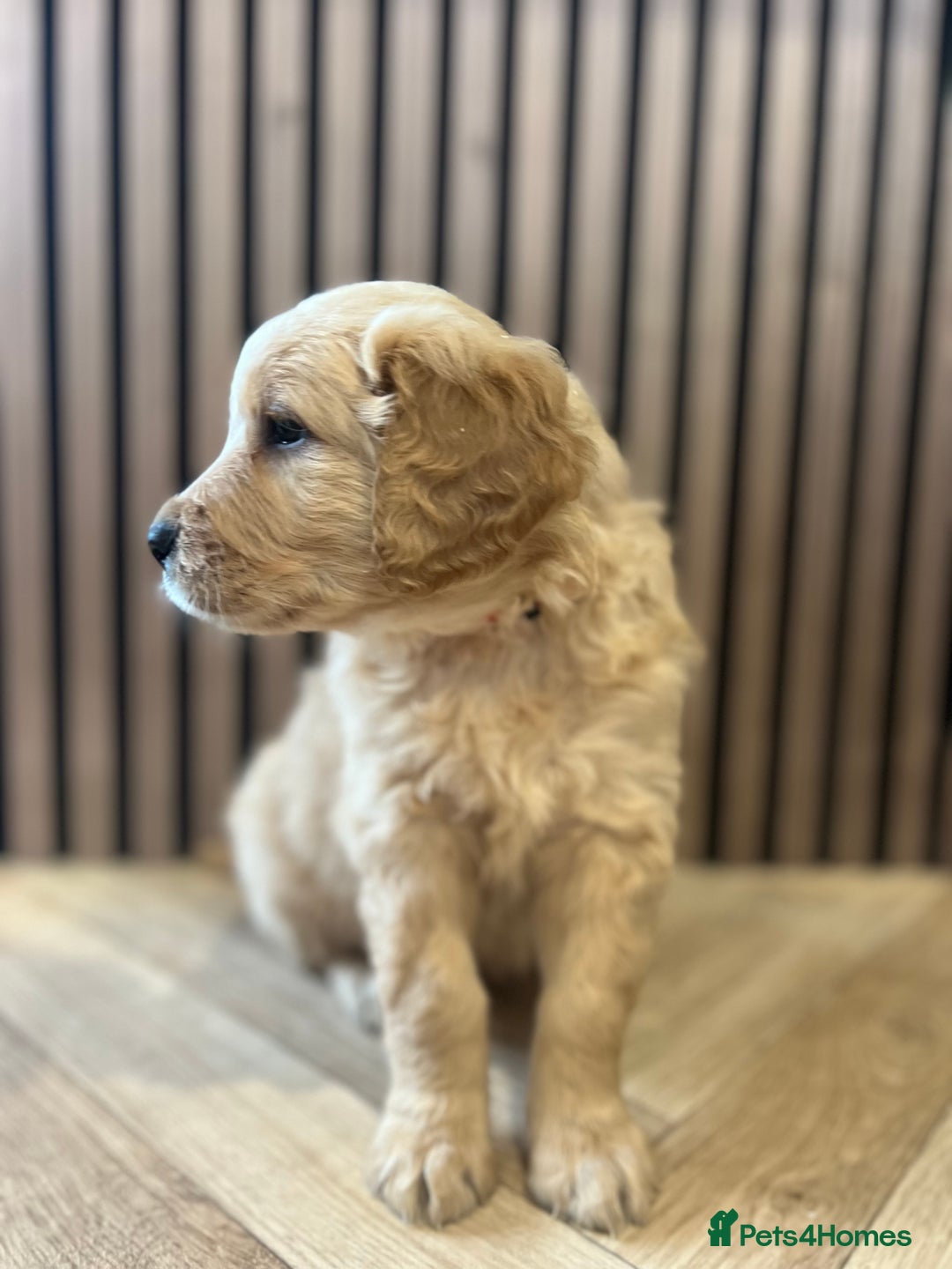 Mixed Breed dogs for sale: Golden mountain doodles  - Advert 6