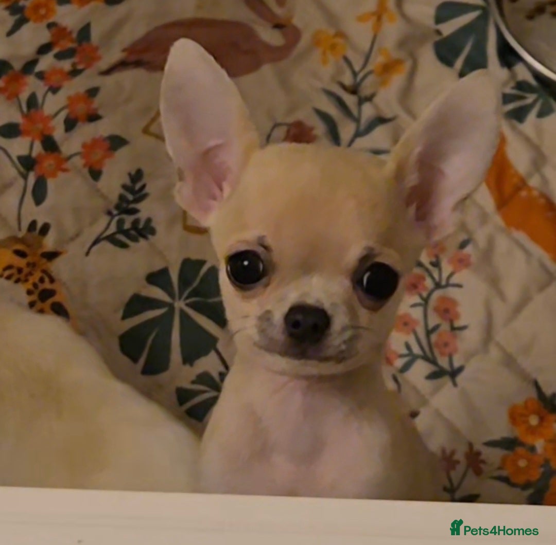 Chihuahua dogs Gorgeous KC small smoothcoat male - Advert 1