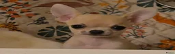 Chihuahua dogs for sale: Gorgeous KC small smoothcoat male - Advert 1
