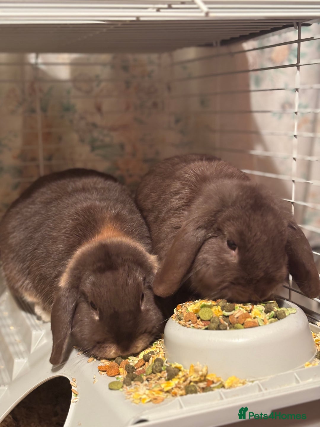 Dutch rabbits for sale: 2 dutch lop rabbits  - Advert 1