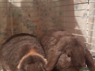 Dutch rabbits 2 dutch lop rabbits - Advert 1