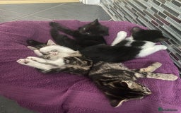 Mixed Breed cats for sale: Four nice kittens!!! - Image 7