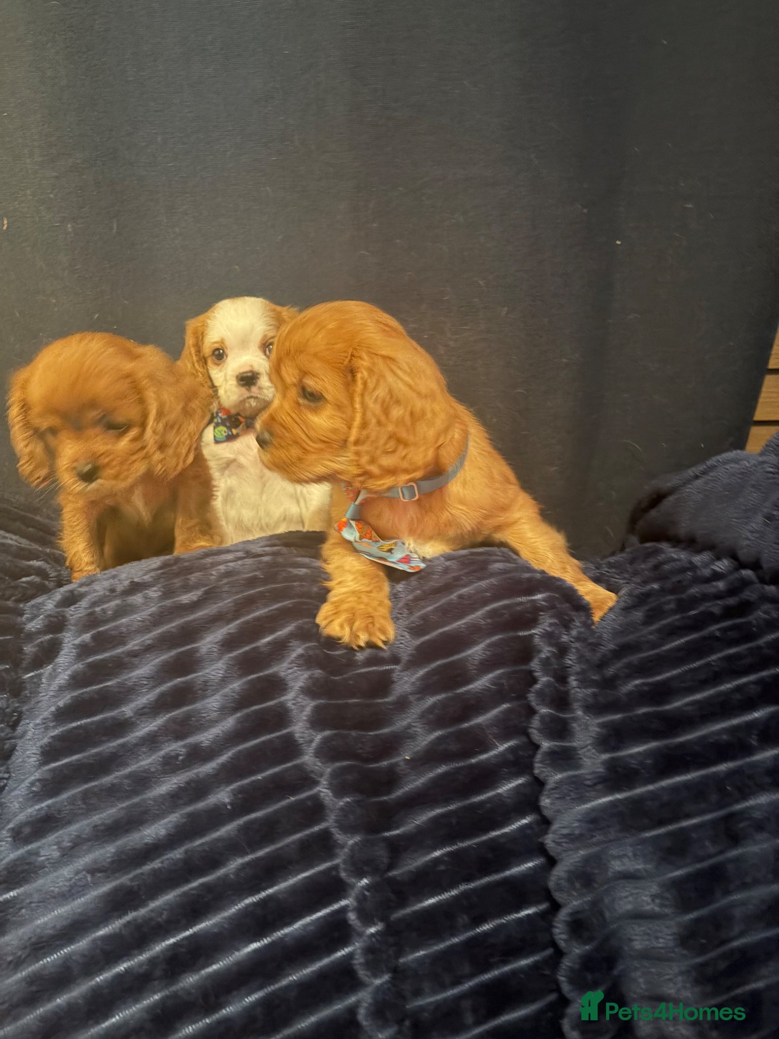 Cavalier King Charles Spaniel dogs Beautiful King Charles spaniels boys - Advert 2
