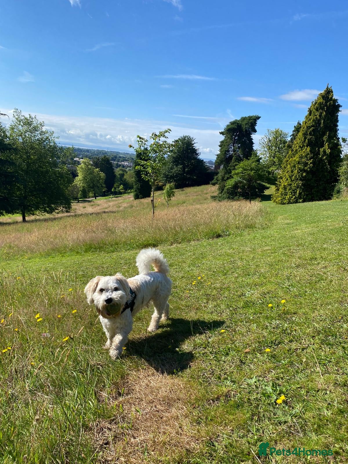 Shichon dogs Dog for rehome - Advert 2