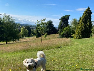 Shichon dogs Dog for rehome - Advert 2