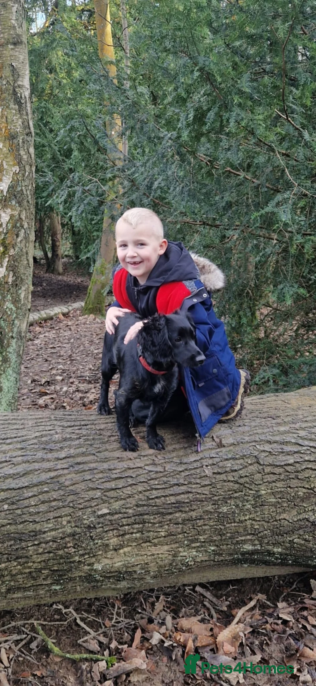 Cockapoo dogs for sale: F1 Stunning coloured cockerpoos - Advert 2