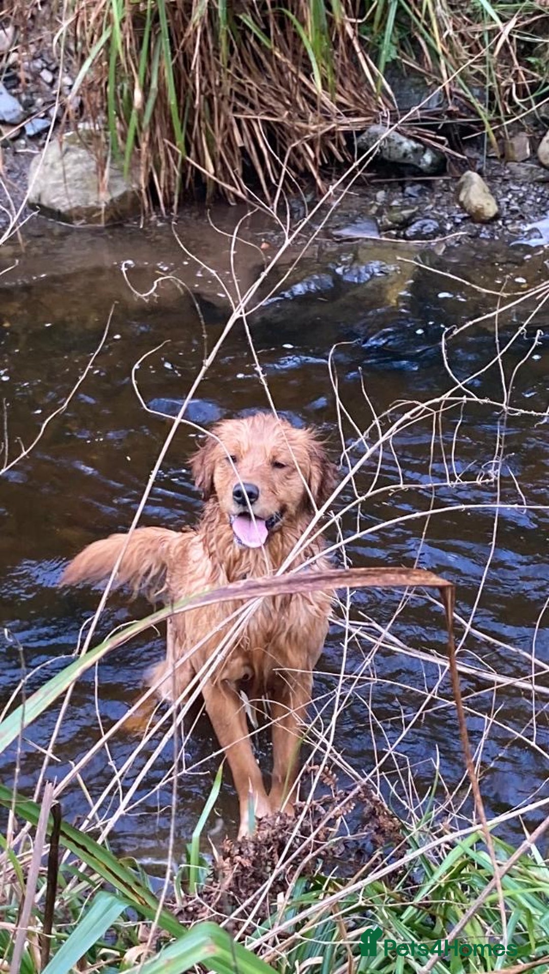 Goldador dogs for sale: Goldador  - Advert 13